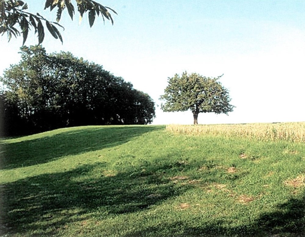  Grass, Plant, Tree, Field, Nature, Outdoors, Park, Grassland, Vegetation, Oak, Sycamore, Lawn, Land, Ground, Grove, Woodland, Landscape