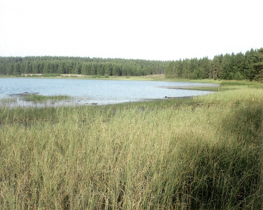  Nature, Outdoors, Pond, Water, Land, Grass, Plant, Vegetation, Reservoir, Scenery, Landscape, Lake, Tree, Field