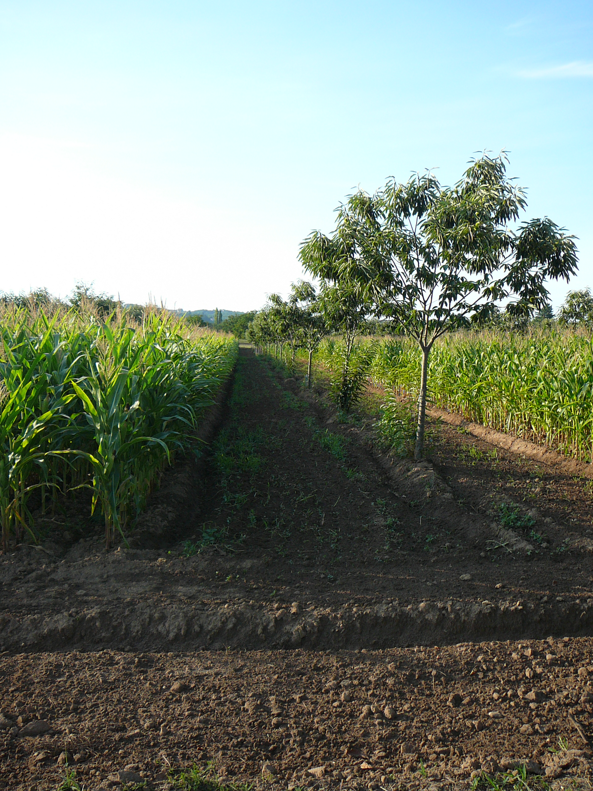 Soil, Field, Outdoors, Nature, Countryside, Agriculture, Grassland, Rural, Farm