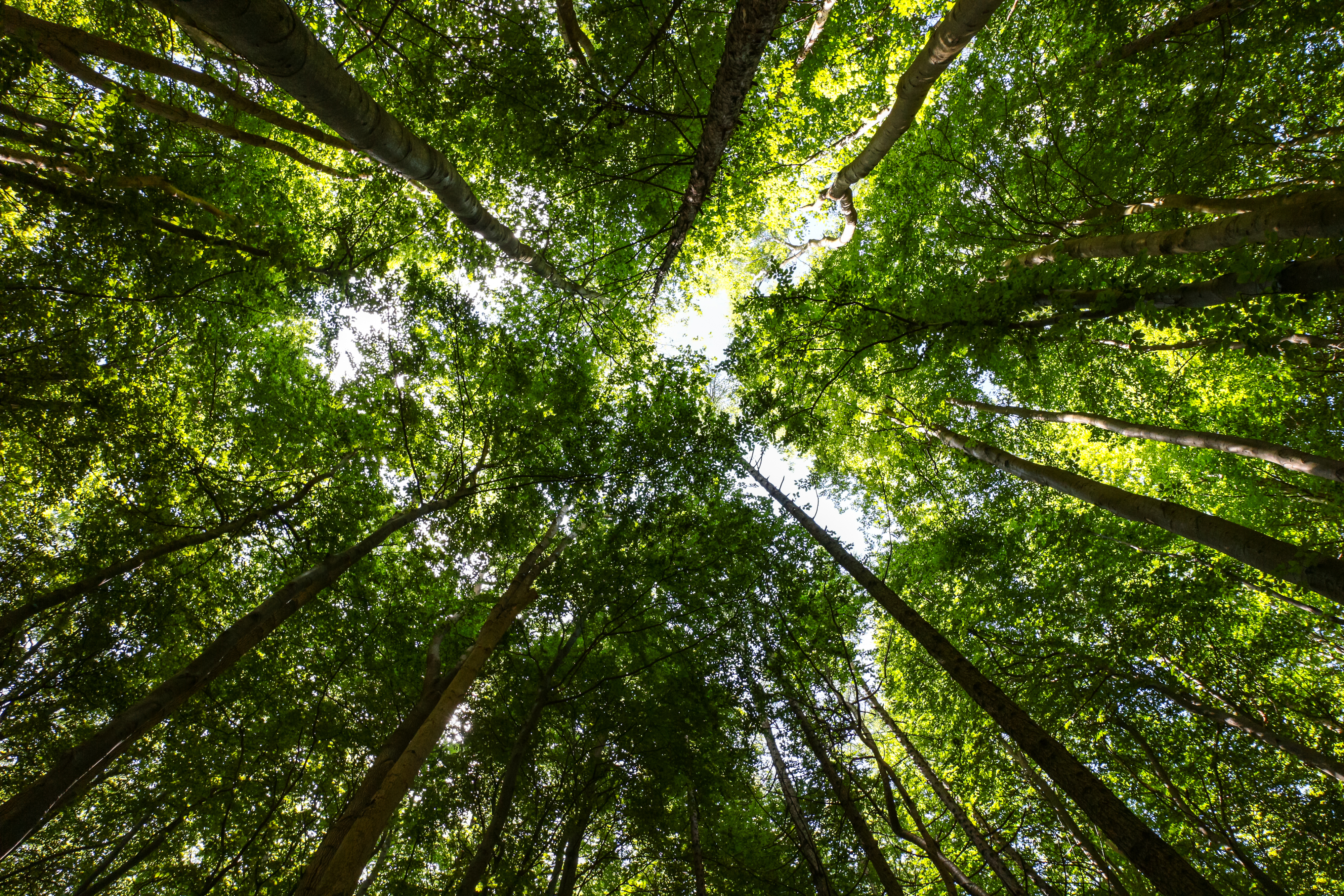  Plant, Tree, Vegetation, Land, Nature, Outdoors, Woodland, Grove, Rainforest, Jungle, Sunlight, Scenery